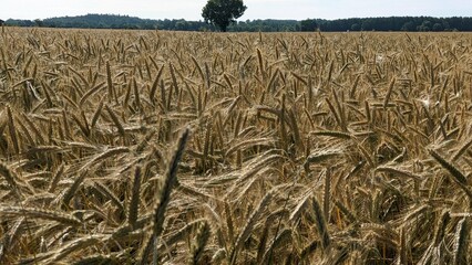 Wheat field