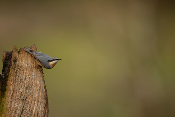 Eurasian nuthatch  sitta europaea on perch ISOLATED FROM BACKGROUND COPY SPACE