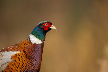 isolated portrait of The common pheasant Phasianus colchicus golden background copy space