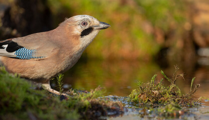 close up of a Eurasian Jay Garrulus glandarius about to take a drink from a pond