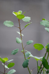 pápalo, verde, verdura, flora, regional, México, alimento, cocina, medicinal ,reumatismo,...