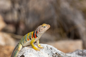 Collared lizard, Crotaphytus collaris, basking on a boulder in the Sonoran Desert landscape in the foothills of the Catalina Mountains. Beautiful, colorful reptile. Pima County, Arizona, USA.