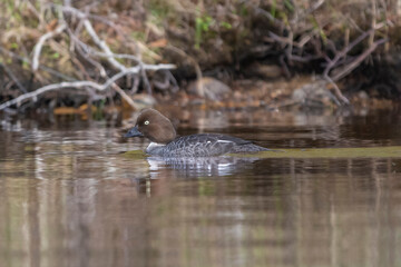 Common goldeneye - Bucephala clangula - swimming in dark brown water at Lemmenjoki National Park in Finland.
