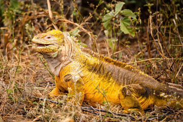 Yellow land iguana in the Galapagos