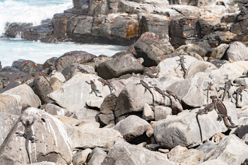 Marine iguanas sunning on rocks in the Galapagos
