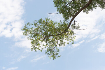 branches against blue sky