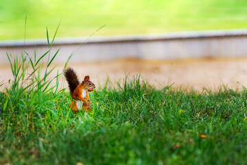 A squirrel with a big nut in its mouth sits in the grass looking away
