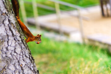 Squirrel with a nut in the teeth on the trunk of a tree
