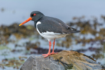 Eurasian oystercatcher (common pied oystercatcher, palaearctic oystercatcher) - Haematopus ostralegus - on the rock with blue water in background. Photo from Nesseby at Varanger Penisula in Norway. - obrazy, fototapety, plakaty