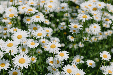 Green grass and chamomiles in the nature