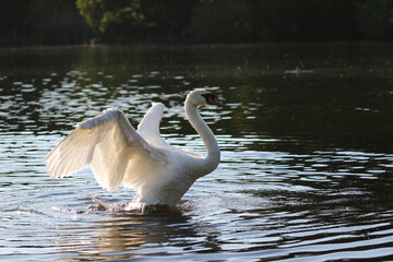 Mute Swan, London, United Kingdom