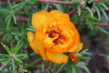 Portulaca flowers at the garden in morning