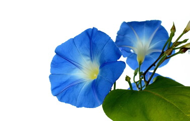 Blue morning glory flower isolated on white background. Blue ipomoea flower.  - obrazy, fototapety, plakaty