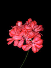 Red Geranium Pelargonium Flowers  on dark background.