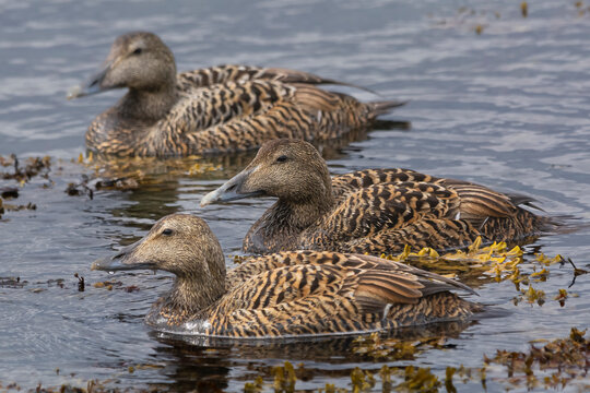 Common eider, St. Cuthbert's duck or Cuddy's duck - Somateria mollissima - females floating in water. Photo from Nesseby at Varanger Penisuala in Norway.