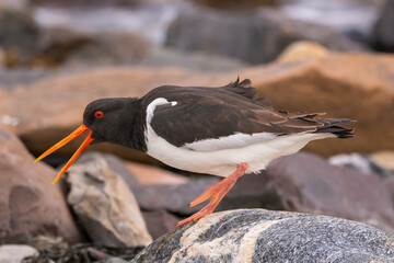 Eurasian oystercatcher (common pied oystercatcher, palaearctic oystercatcher) - Haematopus ostralegus - on the rock with open beak. Photo from Nesseby at Varanger Penisula in Norway.
