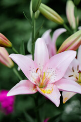 beautiful blooming pink lilies in the garden
