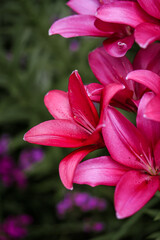 beautiful blooming pink lilies in the garden