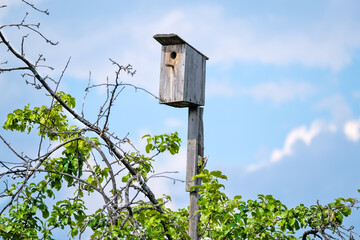 wooden birdhouse against the background of branches of the tree and blue sky