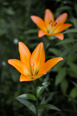 Fototapeta premium beautiful blooming flower yellow lily