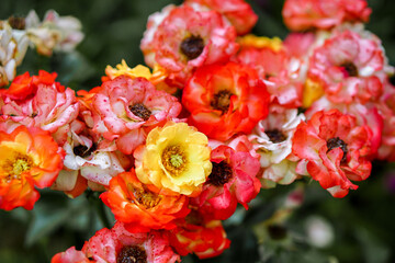 lovely spray yellow and orange roses