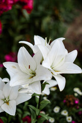 beautiful flowers white lilies