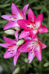 beautiful blooming pink lilies in the garden