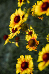 yellow chamomile flowers and green background