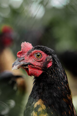 black chicken head close-up