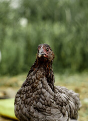 black chicken head close-up
