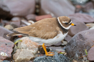 Common ringed plover - Charadrius hiaticula - on stony shore at Nesseby at Varanger Penisula in Norway