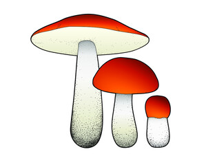 Vector outlined illustration of aspen mushroom Leccinum aurantiacum isolated on white background. The image of edible red-capped scaber stalk in different ages. 