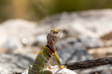 Collared lizard, Crotaphytus collaris, basking on a boulder in the Sonoran Desert landscape in the foothills of the Catalina Mountains. Beautiful, colorful reptile. Pima County, Arizona, USA.