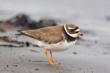 Common ringed plover  or ringed plover - Charadrius hiaticula - on sand shore at Nesseby at...