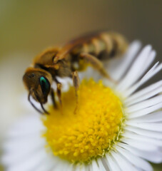 Sweat Bee On Daisy