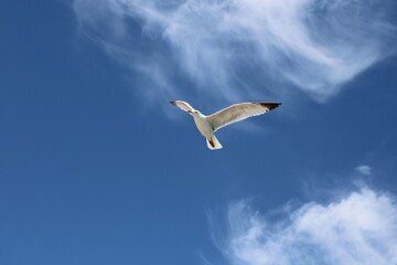 Seagull in flight
