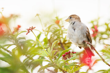 House sparrow (Passer domesticus) surrounded by red flowers in Sarasota, Florida (species ID is tentative)
