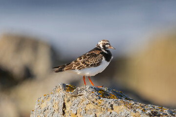 Ruddy turnstone - Arenaria interpres - on stone with dark blue background. Photo from Ekkeroy at Varanger Penisula in Norway.