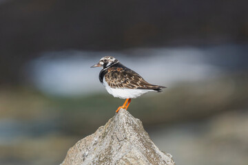 Ruddy turnstone - Arenaria interpres - standing on stone with dark background. Photo from Ekkeroy at Varanger Penisula in Norway.