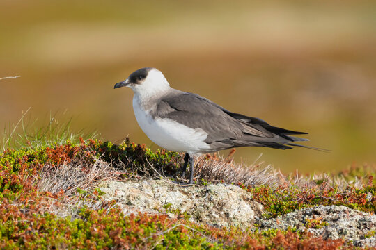 Arctic skua - parasitic jaeger - Stercorarius parasiticus - standing on stone with colorfull vagetation in background. Photo from Ekkeroy in Norway.