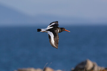 Eurasian oystercatcher (common pied oystercatcher, palaearctic oystercatcher) - Haematopus...