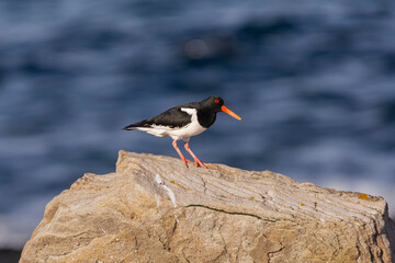 Eurasian oystercatcher (common pied oystercatcher, palaearctic oystercatcher) - Haematopus...