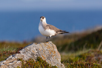 Arctic skua - parasitic jaeger - Stercorarius parasiticus - standing on stone with colorfull vagetation and blue water in background. Photo from Ekkeroy in Norway