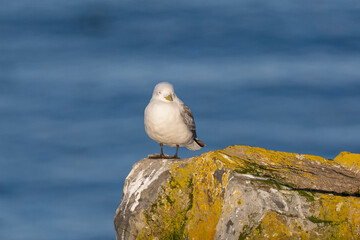 Black-legged kittiwake - Rissa tridactyla - standing on rock with blue water of Barents Sea in background. Photo from Ekkeroy in Norway.