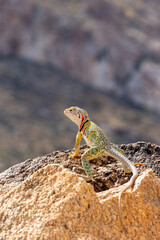 Collared lizard, Crotaphytus collaris, basking on a boulder in the Sonoran Desert landscape in the foothills of the Catalina Mountains. Beautiful, colorful reptile. Pima County, Arizona, USA.
