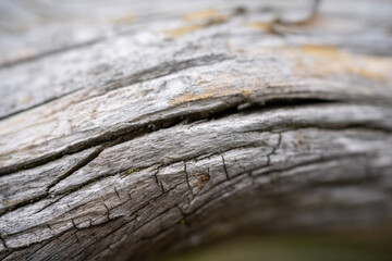 old wood texture