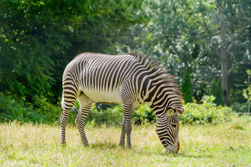 Fototapeta na wymiar Zebra grazes in the meadow. Wild animal in nature.