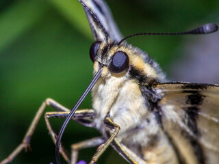 butterfly 197
