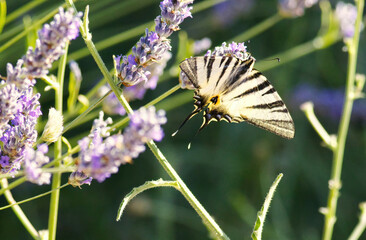 close up of a swallow-tail butterfly on a blooming lavender