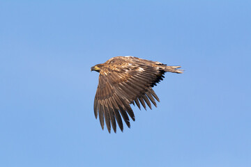 White tailed eagle - Haliaeetus albicilla - in flight with spread wings with blue sky in background. Photo from Ekkeroy in Norway.